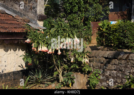 Hill Country Province centrale Sri Lanka Sprinkler watering flowers Brugmansia Angel's Trumpet in tea pickers cottage garden Banque D'Images