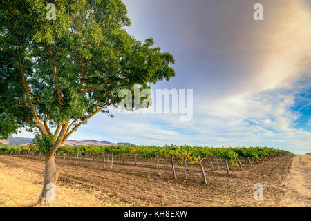 Les vignes avec arbre dans la vallée de Barossa, Australie-Méridionale au coucher du soleil Banque D'Images