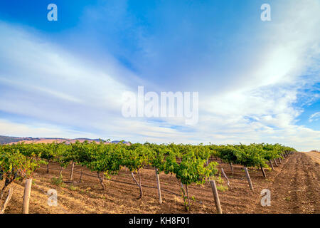 Les vignes avec champ de foin dans la vallée de Barossa, Australie-Méridionale Banque D'Images