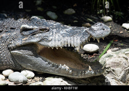 Crocodile (Crocodylus siamensis siamois), portrait, Thaïlande *** *** local caption,reptiles,Crocodylus siamensis head,les dents,fang,portrait Banque D'Images