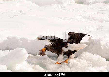 L'aigle de mer de Steller (Haliaeetus pelagicus) manger du poisson, la Russie *** *** légende locale de la faune sauvage,Animaux,oiseau de proie,hiver,neige,haliaeetus filet Banque D'Images
