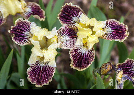 Iris barboté nain standard barbata nana Iris ' Sass with Class ' Banque D'Images