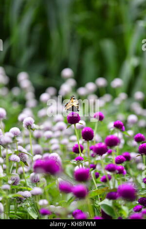 Papillon sur fleur pourpre dans un jardin d'été Banque D'Images