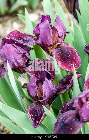 Standard nain barbu Iris barbata nana Iris ' Tomingo ' Banque D'Images