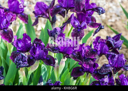 Iris fleurs bleu, Standard Dwarf Bearded Iris barbata nana ' Blatopf ' Banque D'Images