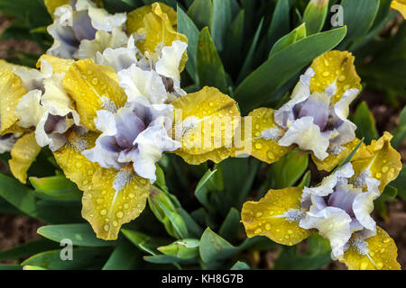 Standard Dwarf barbu Iris barbata nana 'Webelos', miniature fleur iris jaune jardin iris nain Banque D'Images