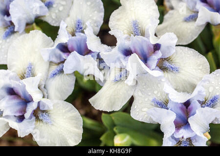 Standard Dwarf Bearded Iris barbata nana ' April Elation ' Fleurs de l'iris blanc Banque D'Images