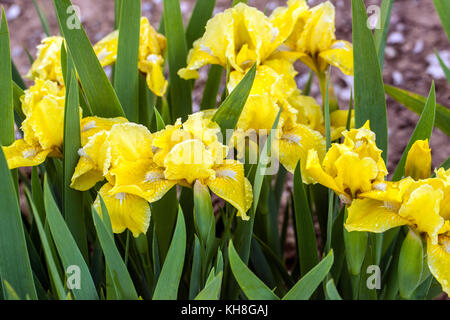 Standard Dwarf Bearded Iris barbata nana ' Sunlight Trail ', Iris fleur jaune Banque D'Images