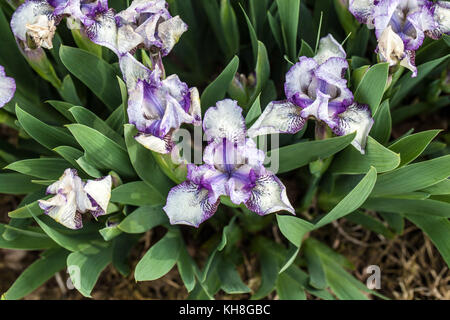 Iris barbata nana Iris barbata nana Iris ' Pixie Delight ' Banque D'Images