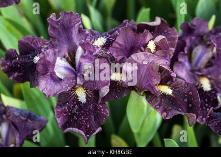 Standard Dwarf barbata Iris nana ' Mad Dash ' Banque D'Images