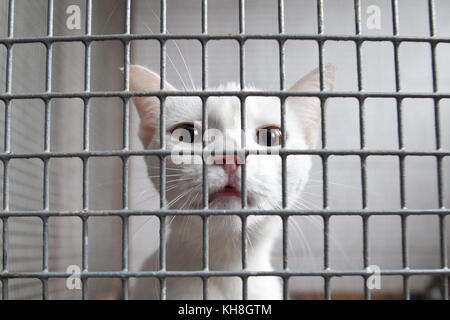 Chat en cage dans la cellule Banque D'Images