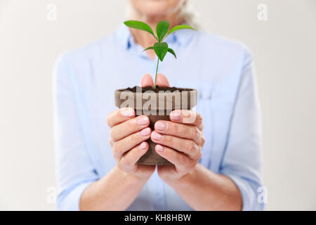 Photo recadrée de womans mains tenant pot brun avec de jeunes plantes, isolé sur fond blanc Banque D'Images