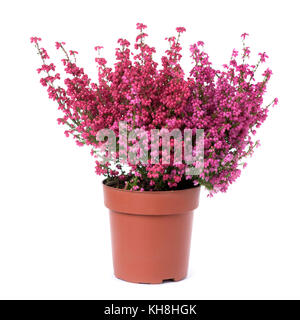 Heather Bell une plante à fleurs roses dans un pot en plastique marron, sur un fond blanc Banque D'Images