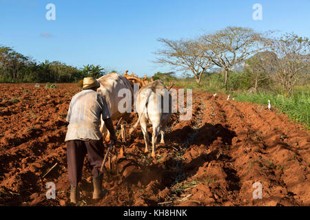 Pfluegen Tabakfeldes Bauer beim seines nach der Ernte, Tal von Vinales, Kuba Engl. : Cuba, Vallée de Vinales, agriculteur laboure son champ avec attelage de bœufs Banque D'Images