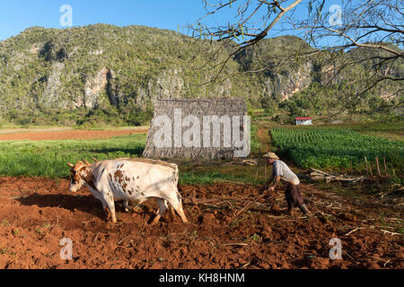 Pfluegen Tabakfeldes Bauer beim seines nach der Ernte, Tal von Vinales, Kuba Engl. : Cuba, Vallée de Vinales, agriculteur laboure son champ avec attelage de bœufs Banque D'Images