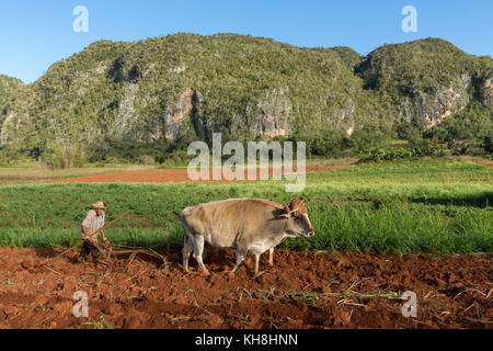 Pfluegen Tabakfeldes Bauer beim seines nach der Ernte, Tal von Vinales, Kuba Engl. : Cuba, Vallée de Vinales, agriculteur laboure son champ avec attelage de bœufs Banque D'Images