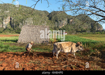 Pfluegen Tabakfeldes Bauer beim seines nach der Ernte, Tal von Vinales, Kuba Engl. : Cuba, Vallée de Vinales, agriculteur laboure son champ avec attelage de bœufs Banque D'Images