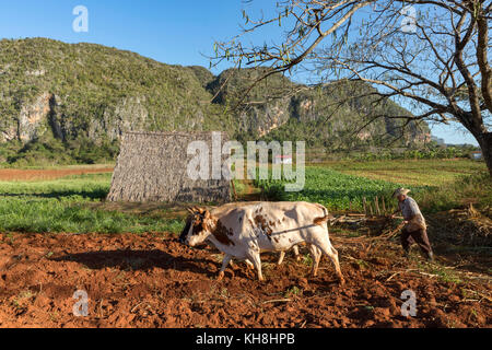 Pfluegen Tabakfeldes Bauer beim seines nach der Ernte, Tal von Vinales, Kuba Engl. : Cuba, Vallée de Vinales, agriculteur laboure son champ avec attelage de bœufs Banque D'Images