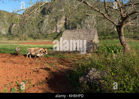 Pfluegen Tabakfeldes Bauer beim seines nach der Ernte, Tal von Vinales, Kuba Engl. : Cuba, Vallée de Vinales, agriculteur laboure son champ avec attelage de bœufs Banque D'Images