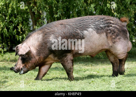 Cochon mâle duroc paître sur les ménages agricoles bio bio Banque D'Images