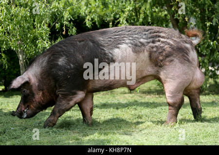 Élevage de porcs de l'élevage en ferme scène rurale Banque D'Images