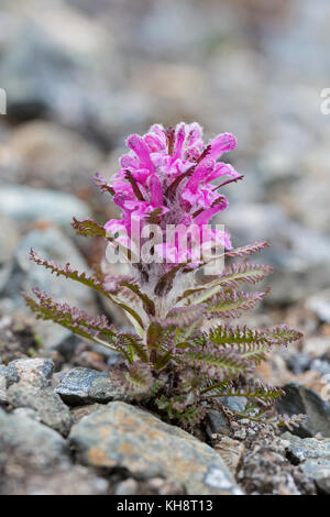 La pédiculaire laineux / hairy arctique Furbish (Pedicularis pedicularis / dasyantha lanata ssp. dasyantha hémiparasite) floraison sur la toundra, france Banque D'Images