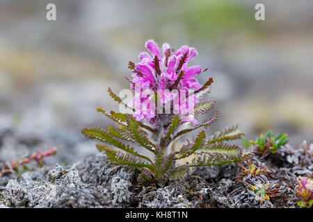 La pédiculaire laineux / hairy arctique Furbish (Pedicularis pedicularis / dasyantha lanata ssp. dasyantha hémiparasite) floraison sur la toundra, france Banque D'Images