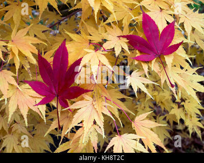 Les érables japonais Acer palmatum Fallen Leaf et Acer japonicum Vitifolium Banque D'Images