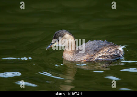 Grèbe castagneux (tachybaptus ruficollis / podiceps ruficollis) natation en plumage d'hiver Banque D'Images