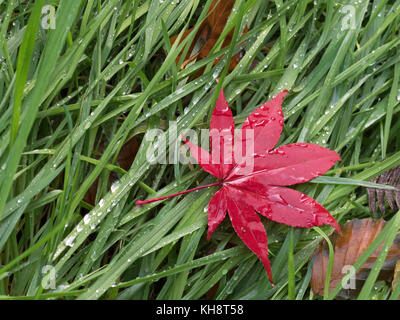 Érable japonais Acer palmatum est tombé des feuilles sur l'herbe Banque D'Images