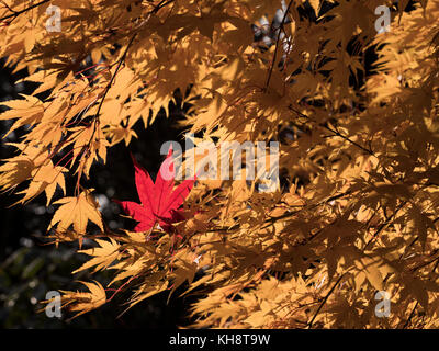 Les érables japonais Acer palmatum Fallen Leaf et Acer japonicum Vitifolium Banque D'Images