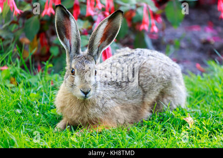 Lièvre d'Europe (Lepus europaeus) close-up. Banque D'Images