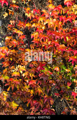 Couleurs automnales d'une vigne vierge vigne sur un chalet Mur à Shipton Under Wychwood Oxfordshire England Royaume-Uni UK Banque D'Images