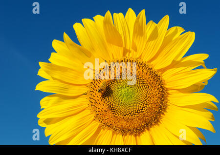 Avec tournesol bee sous ciel bleu profond Banque D'Images