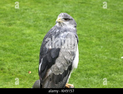 Femme aigle bleu du Chili (Geranoaetus melanoleucus) alias gris ou Noir eagle buzzard torse nu. Banque D'Images