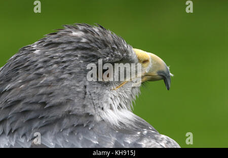 Femme aigle bleu du Chili (Geranoaetus melanoleucus) alias gris ou Noir eagle buzzard torse nu. Banque D'Images