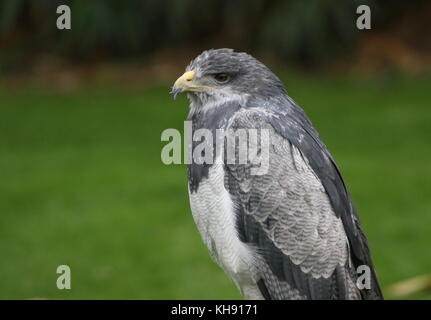 Femme aigle bleu du Chili (Geranoaetus melanoleucus) alias gris ou Noir eagle buzzard torse nu. Banque D'Images