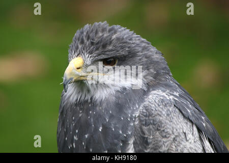 Femme aigle bleu du Chili (Geranoaetus melanoleucus) alias gris ou Noir eagle buzzard torse nu. Banque D'Images