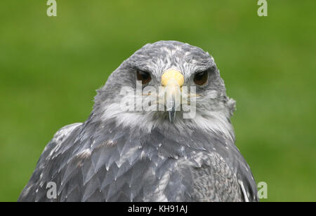 Femme aigle bleu du Chili (Geranoaetus melanoleucus) alias gris ou Noir eagle buzzard torse nu. Banque D'Images