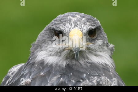 Femme aigle bleu du Chili (Geranoaetus melanoleucus) alias gris ou Noir eagle buzzard torse nu. Banque D'Images