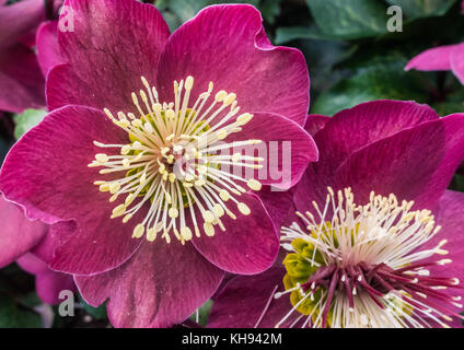 Un plan macro sur une fleur hellebore rose. Banque D'Images