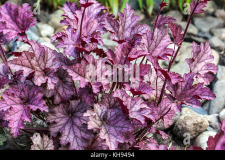 Feuilles Heucheras Corail Bells Heuchera feuillage décoratif Hardy Plant Beauty Violet foncé tufté pérenne croissance printanière veinée Heuchera 'Melting Fire' Banque D'Images