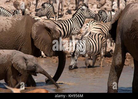 L'éléphant et des zèbres au point d'Okaukuejo, Etosha National Park, Namibie Banque D'Images