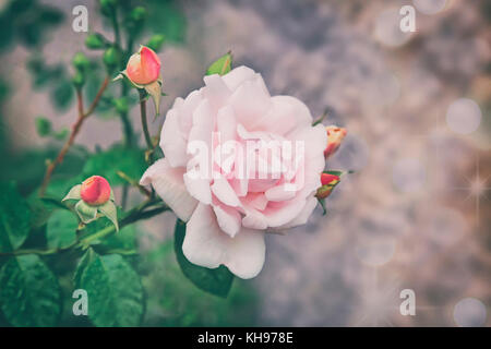 Belle fleur rose rose hybride de thé , qui fleurit dans le jardin . Photographié close-up . Banque D'Images