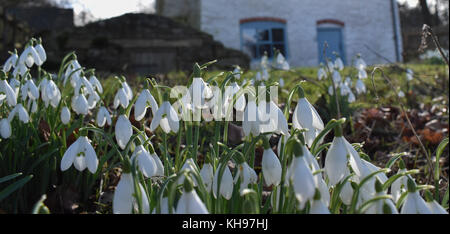 Perce-neige dans le jardin de la maison du cuisinier restauré à blakemoorgate sur les stiperstones, Shropshire, au Royaume-Uni . Banque D'Images