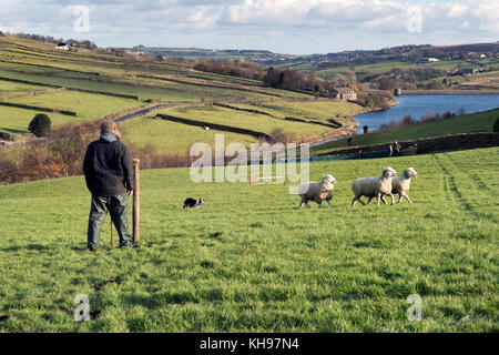 Les concurrents à la SDD du Yorkshire de berger, Whitestone Farm, Ponden Reservoir, Oakworth, Yorkshire, novembre 2017. Banque D'Images