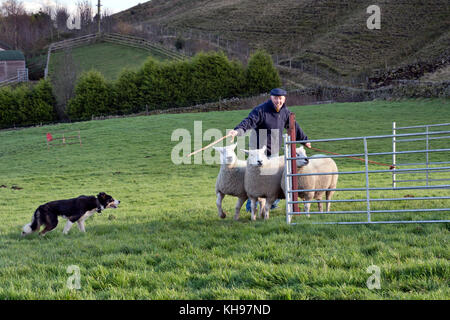 Les concurrents à la SDD du Yorkshire de berger, Whitestone Farm, Ponden Reservoir, Oakworth, Yorkshire, novembre 2017. Banque D'Images