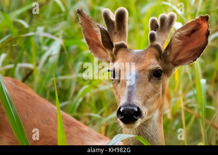Image d'un jeune cerf de buck gwoing son premier rack au début de l'été. Banque D'Images