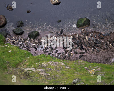 dh WEST COAST FAIR ISLE Cliffs plage pleine de l'Atlantique sceaux scotland grey seal uk Banque D'Images