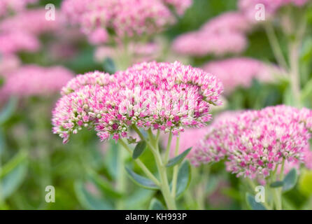 Hylotelephium 'Herbstfreude'. Sedum 'Herbstfreude' fleurit à la fin de l'été. Banque D'Images